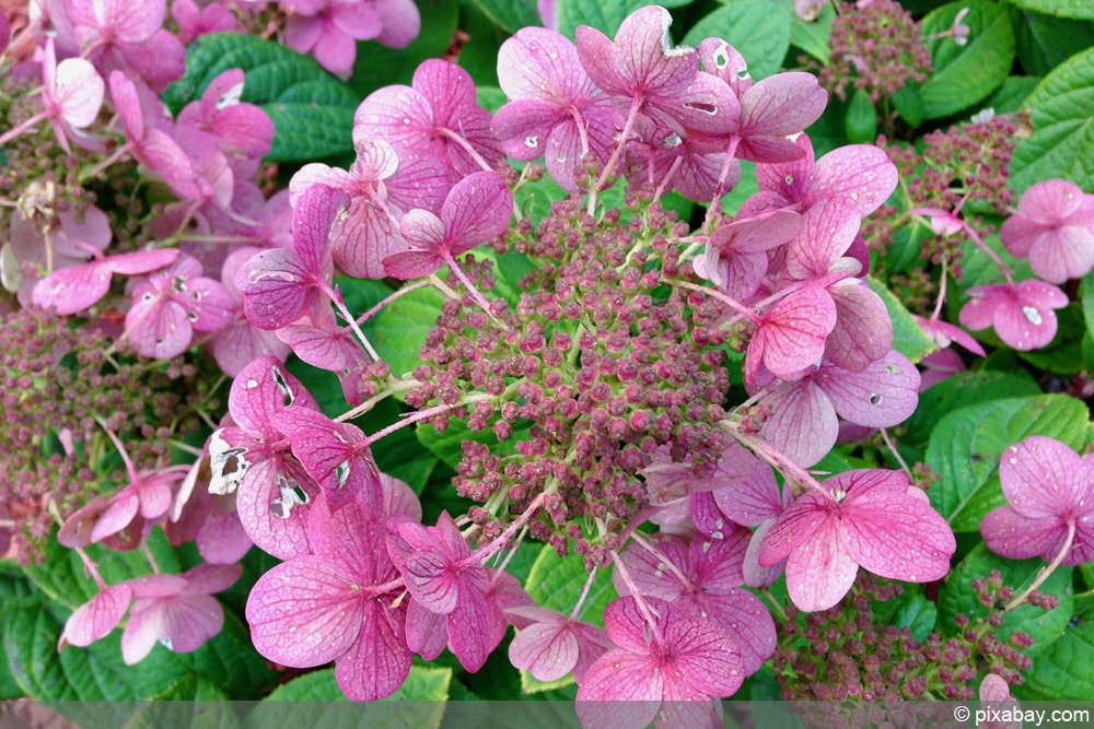 Rispenhortensie - Hydrangea paniculata 'quick fire'