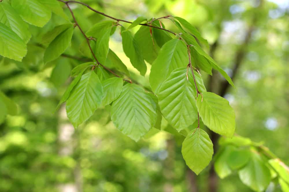 Rotbuche - Fagus sylvatica