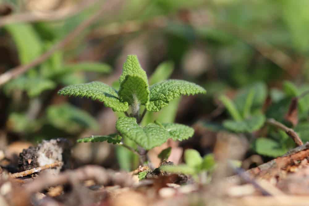 Salbei-Gamander - Teucrium scorodonia