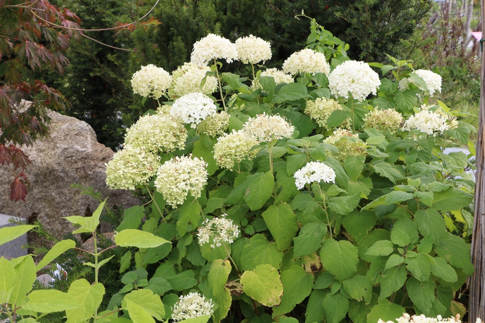 Schneeballhortensie - Annabelle - Hydrangea arborescens