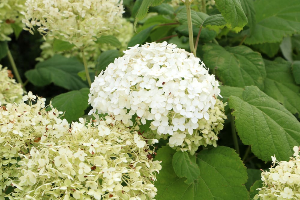 Hortensie Annabelle - Schneeballhortensie