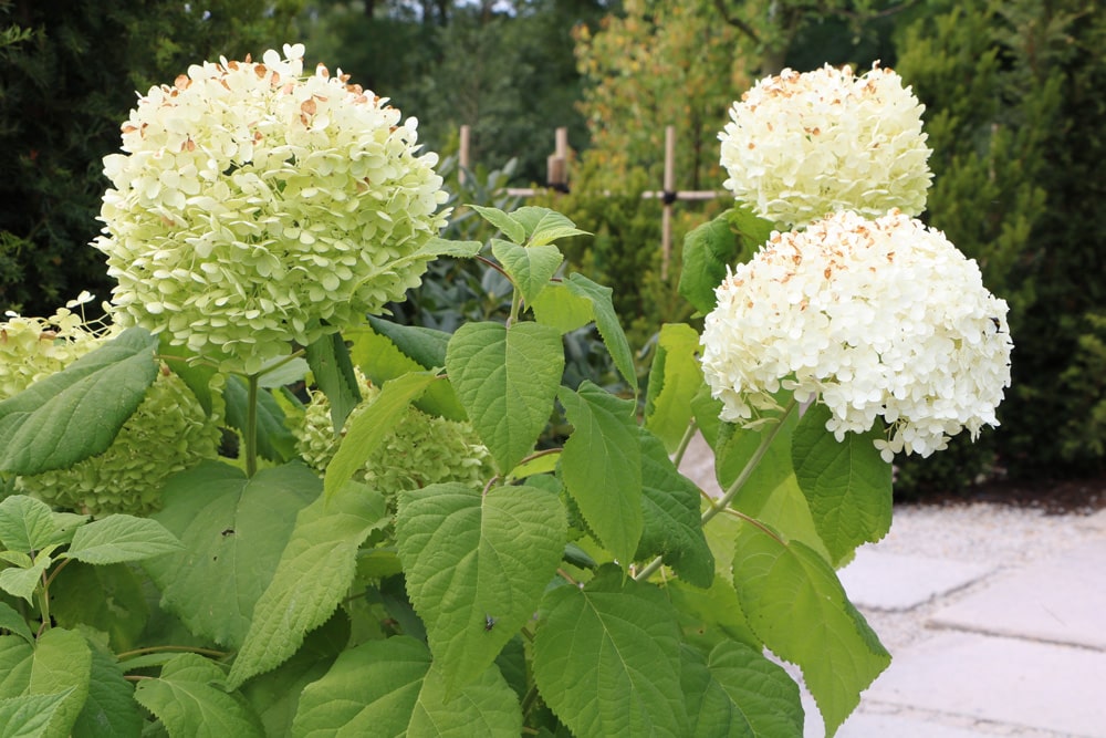 Hortensie Annabelle: Pflege und Schneiden der Schneeballhortensie -  Hausgarten.net