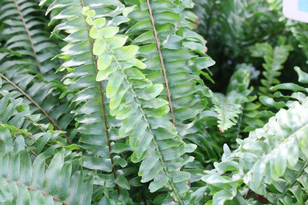 Schwertfarn - Nephrolepis cordifolia