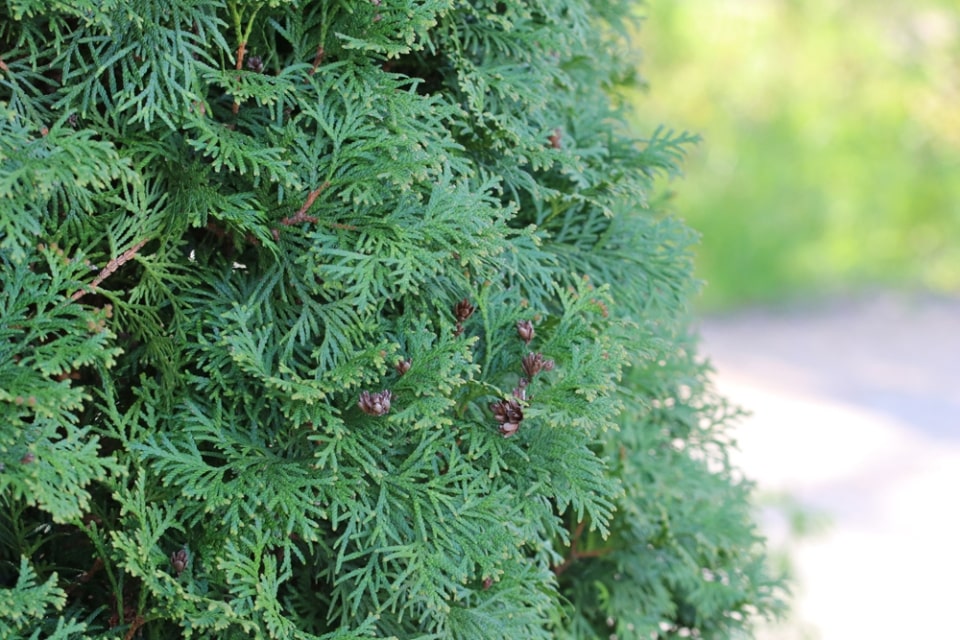 Schnell wachsende Bäume und Koniferen 12 immergrüne Arten