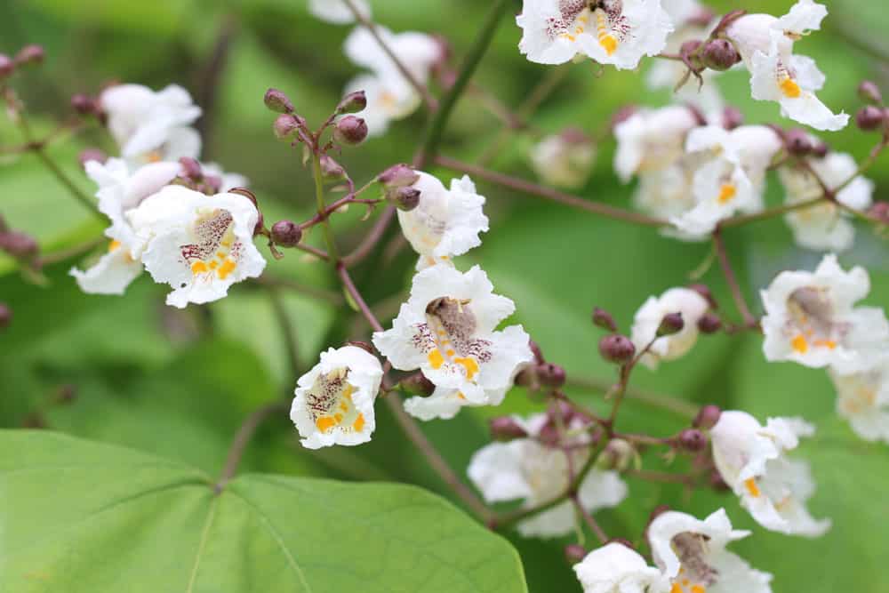 Trompetenbaum - Catalpa bignonioides