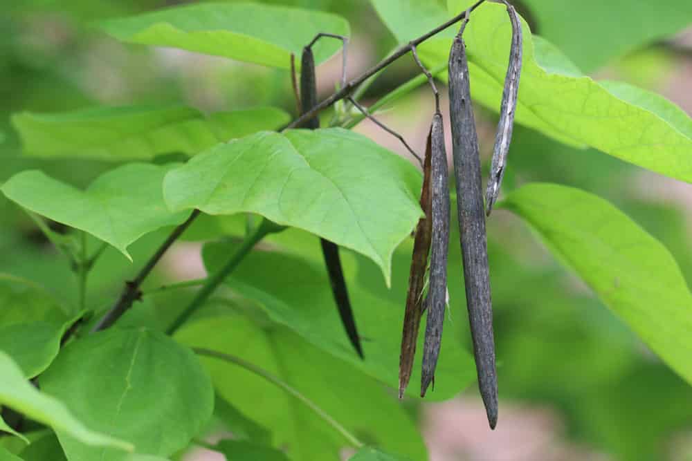 Trompetenbaum - Catalpa bignonioides