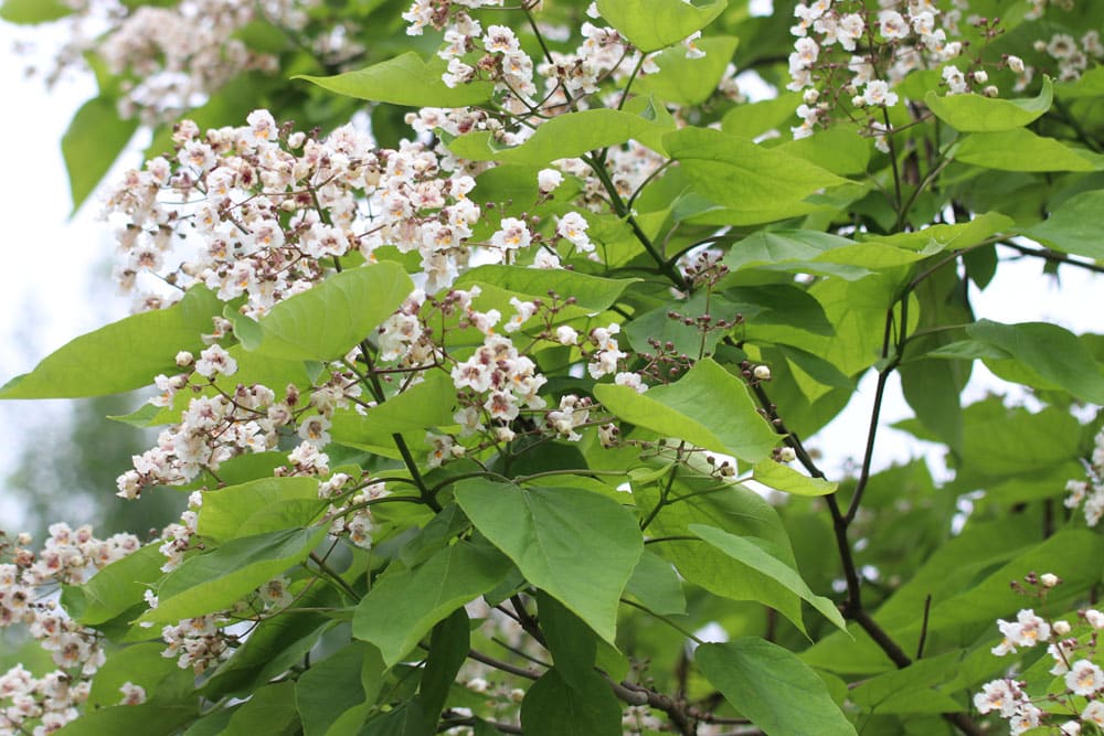 Trompetenbaum - Catalpa bignonioides