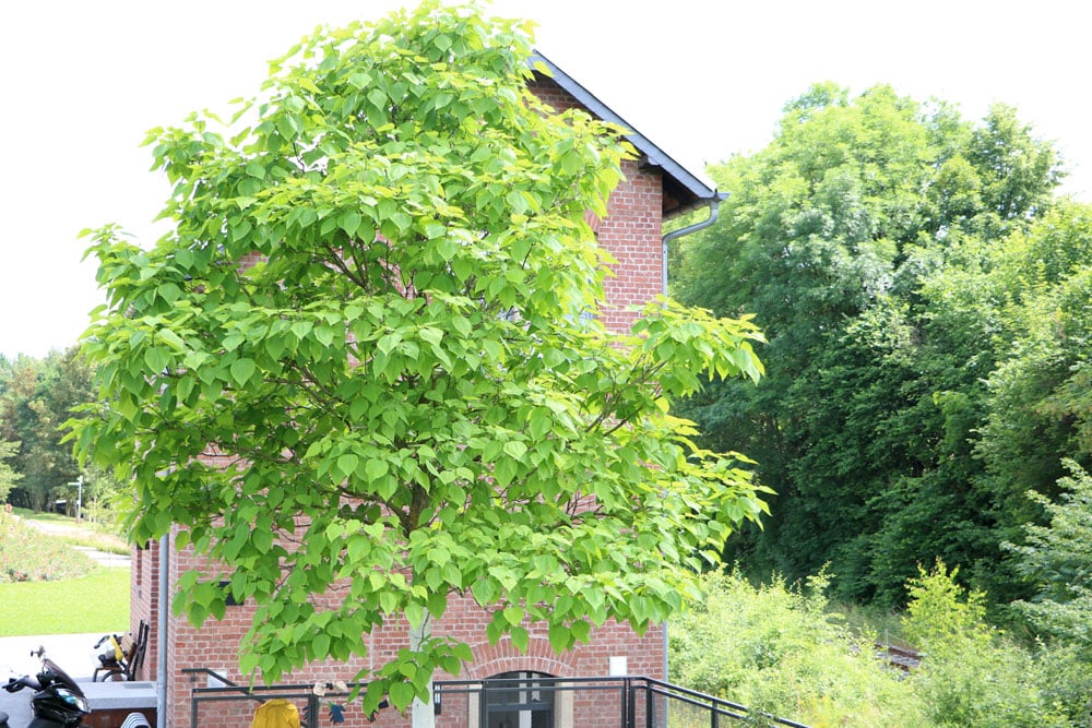 Trompetenbaum richtig pflegen - Pflanzen und Schneiden - Hausgarten.net