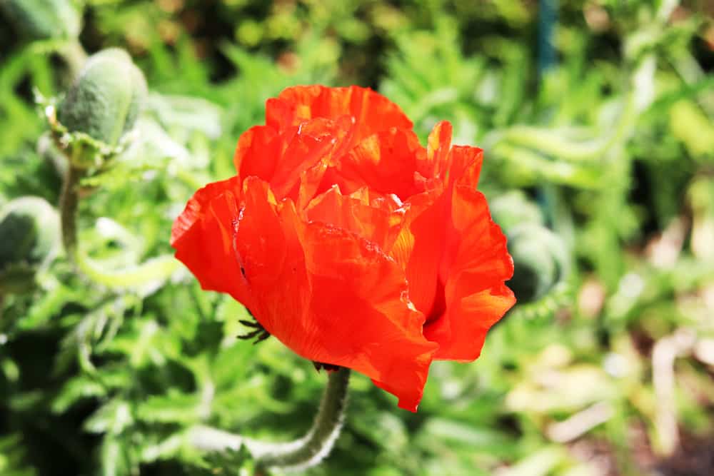 Türkischer Mohn: ist er winterhart?