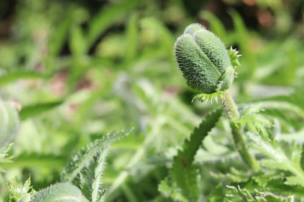 türkischer Mohn - Papaver orientale