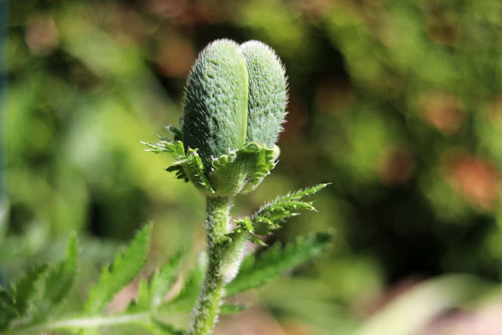 türkischen Mohn überwintern