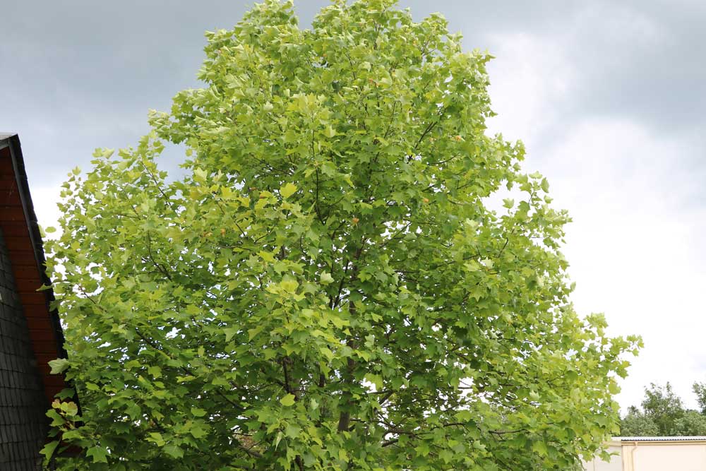 Tulpenbaum - Liriodendron tulipifera