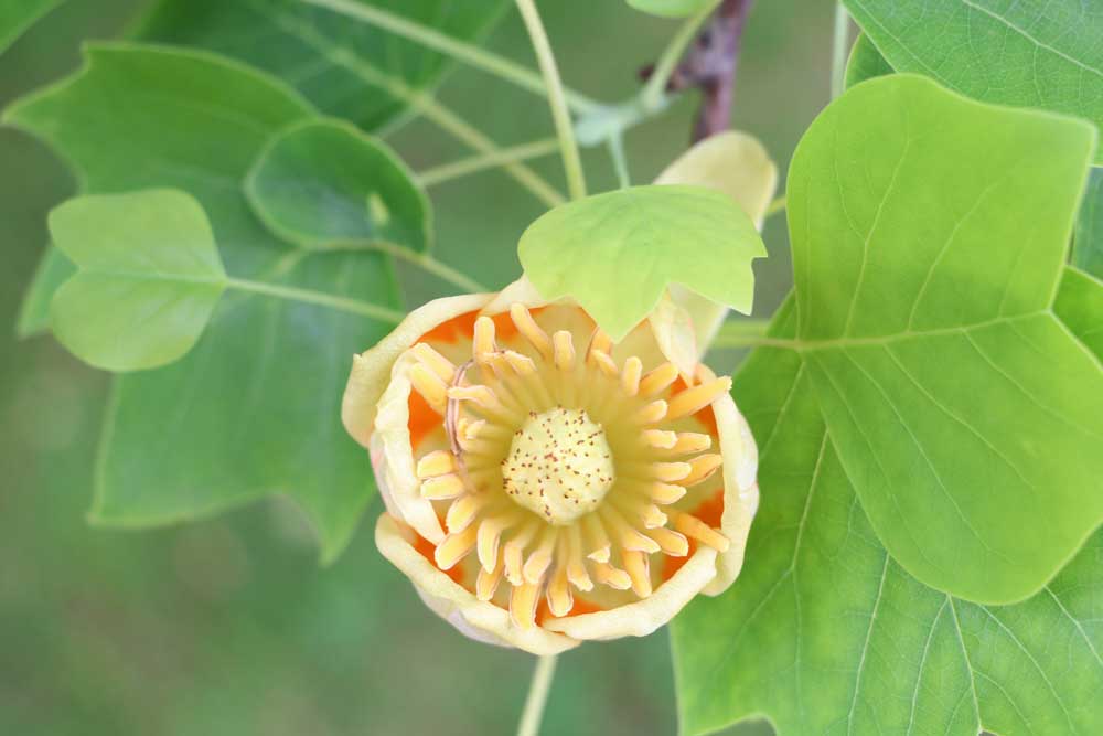 Tulpenbaum - Liriodendron tulipifera