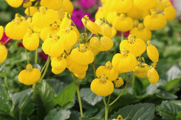 Einjährige Sommerblumen umfassende Liste nach Farben sortiert