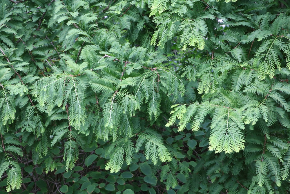 Urweltmammutbaum - Metawequoia glyptostroboides