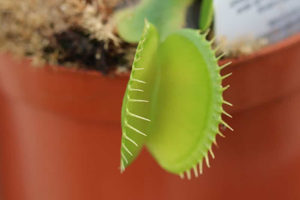 Venusfliegenfalle - Dionaea muscipula