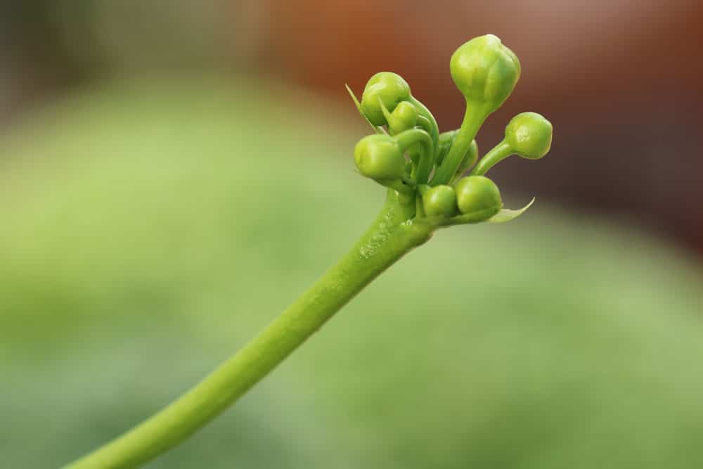 Venusfliegenfalle - Dionaea muscipula