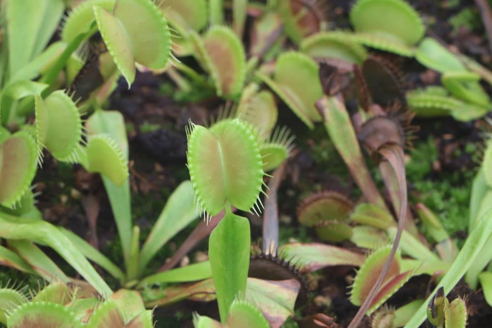 Venusfliegenfalle - Dionaea muscipula