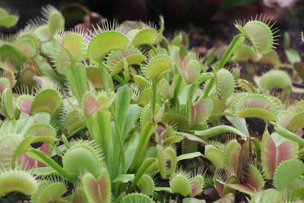 Venusfliegenfalle - Dionaea muscipula