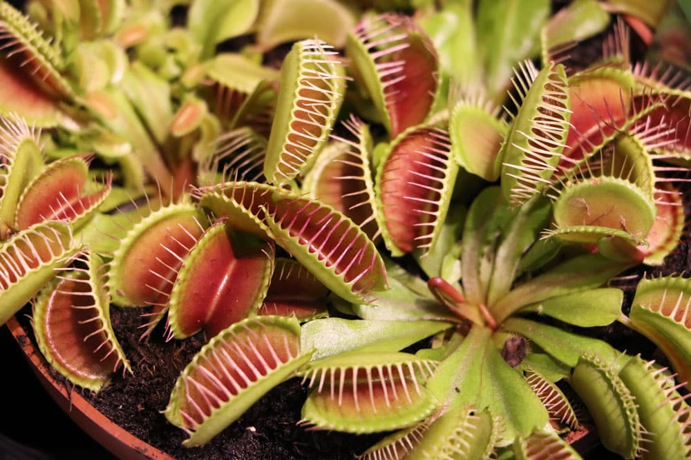 Venusfliegenfalle - Dionaea muscipula