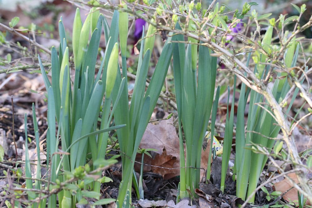 Narcissus poeticus, Dichternarzisse