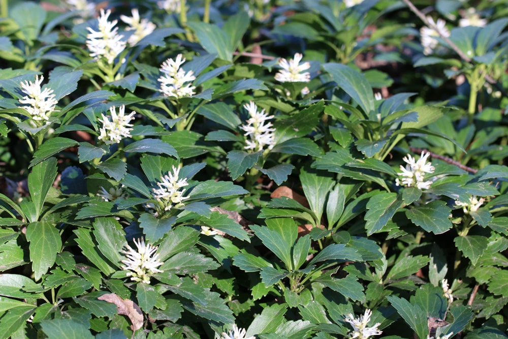 Ysander - Dickmännchen - Ppachysandra terminalis