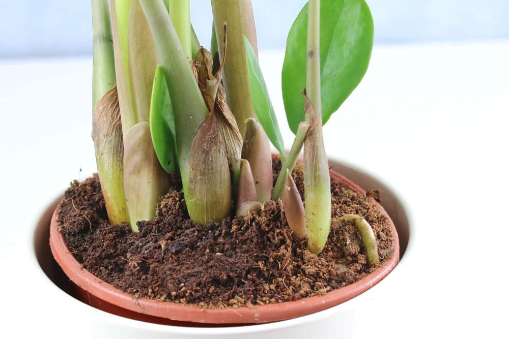 Ist die Zamioculcas giftig?