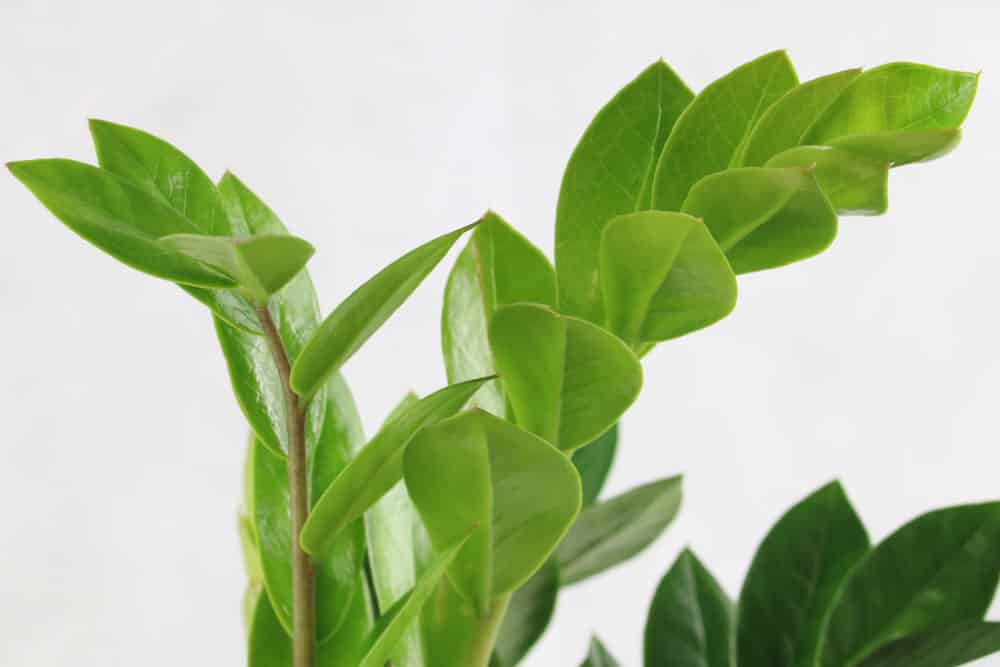 Zamioculcas giftig oder unbedenklich? - das Wichtigste zur Glcksfeder -  Hausgarten.net