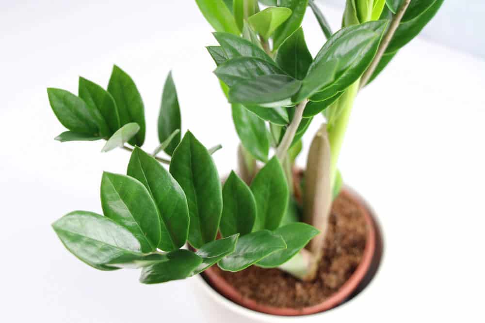 Ist die Zamioculcas giftig?