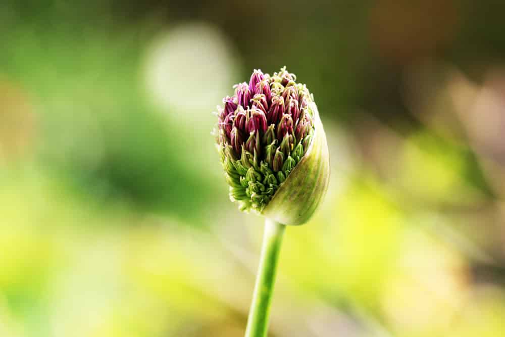Zierlauch - Allium
