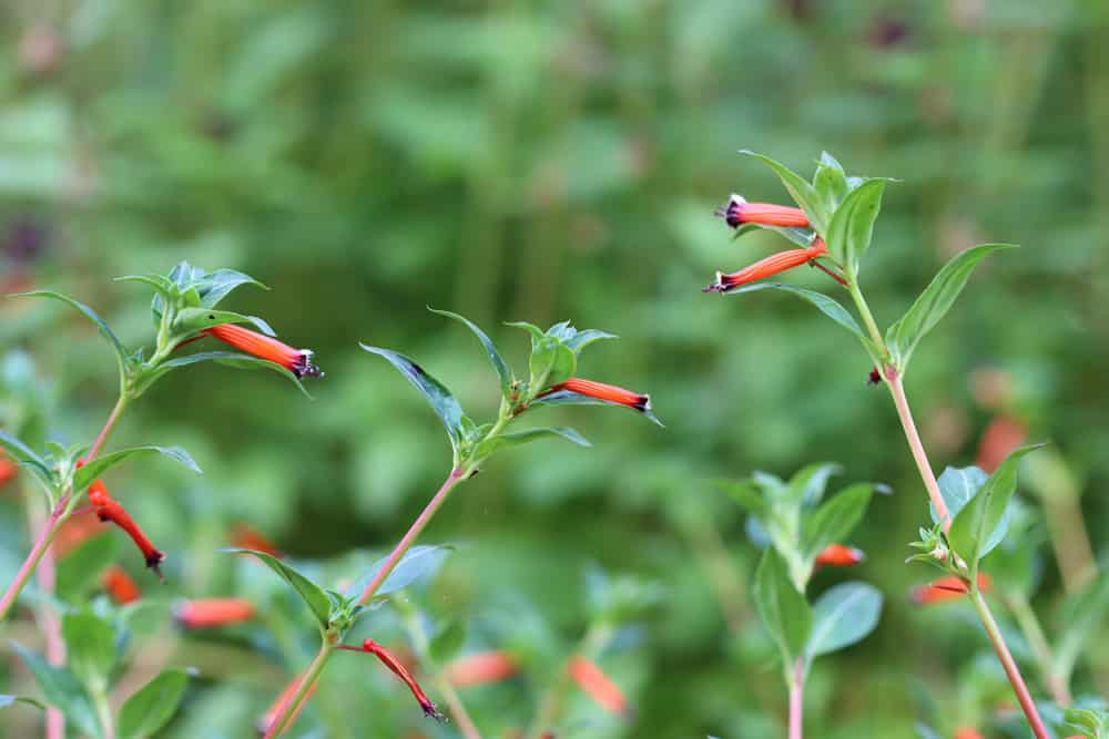 Zigarettenblümchen - Cupahea ignea