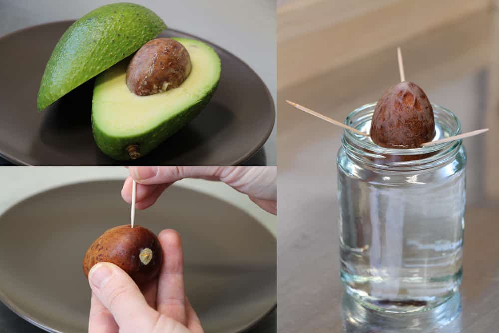 Avocadokern in Wasser ziehen