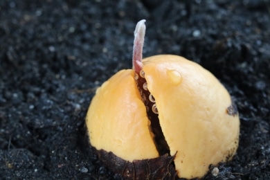 Avocado - Persea americana