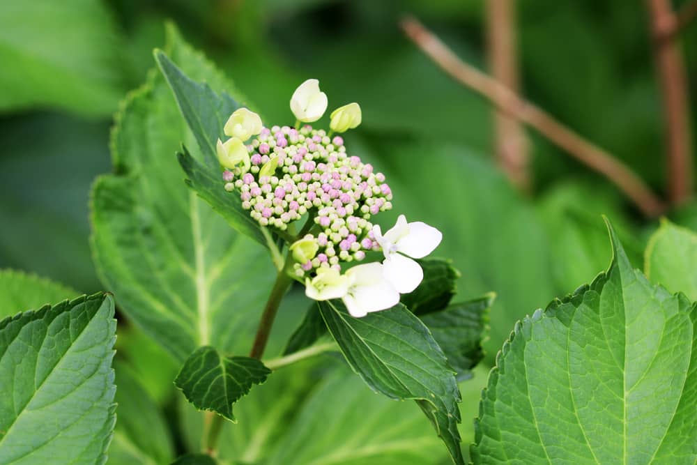 Bauernhortensie - Gartenhortensie - Hydrangea macrophylla