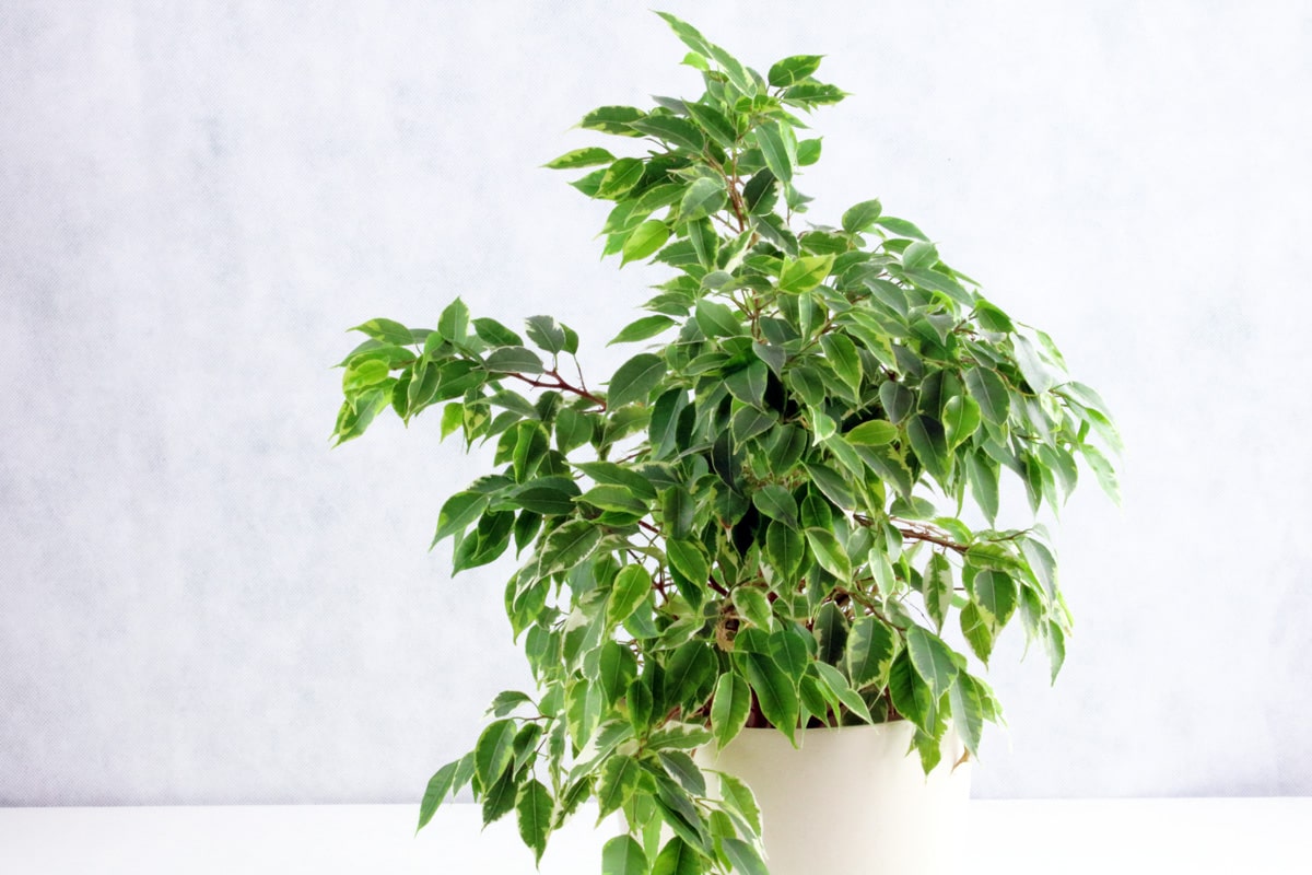 Lara benjamina. Ficus benjamina Lime. Ficus benjamina(Weeping Fig). Ficus benjamina pied mere. Кустарник похожий на фикус Бенджамина уличный.