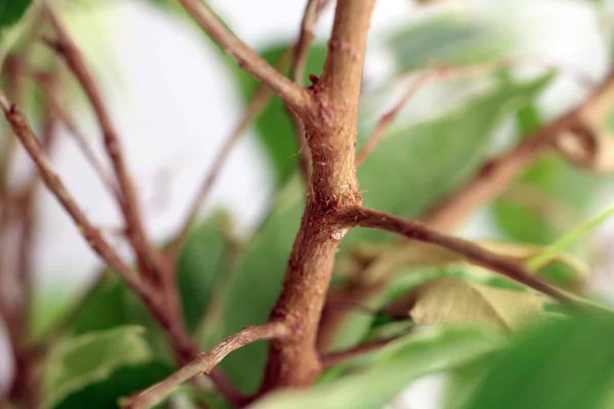 Birkenfeige - Ficus benjamina