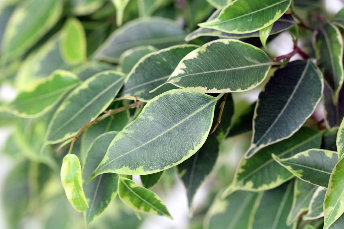 Birkenfeige verliert Blätter - Ficus benjamini