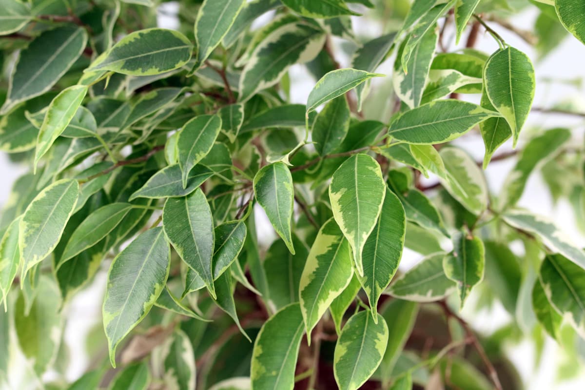 Birkenfeige - Ficus benjamina