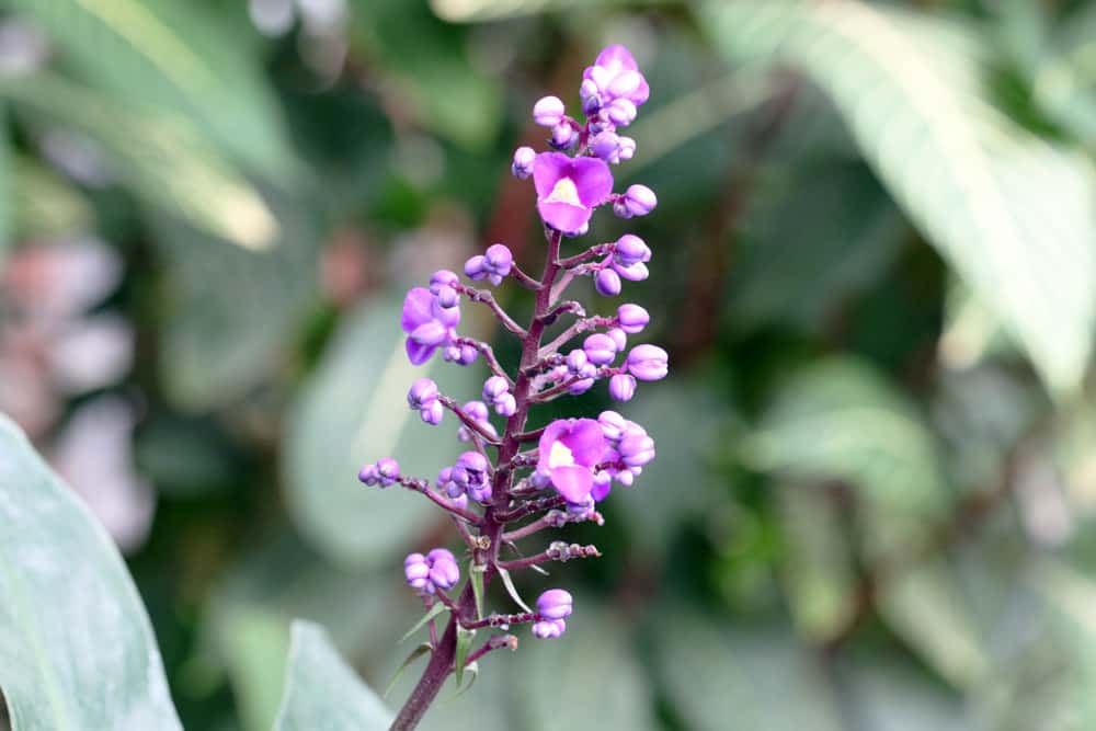 blauer Ingwer - Dichorisandra thyrsiflora