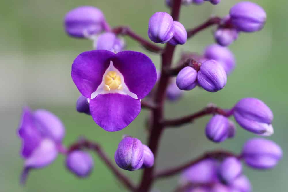 blauer Ingwer - Dichorisandra thyrsiflora