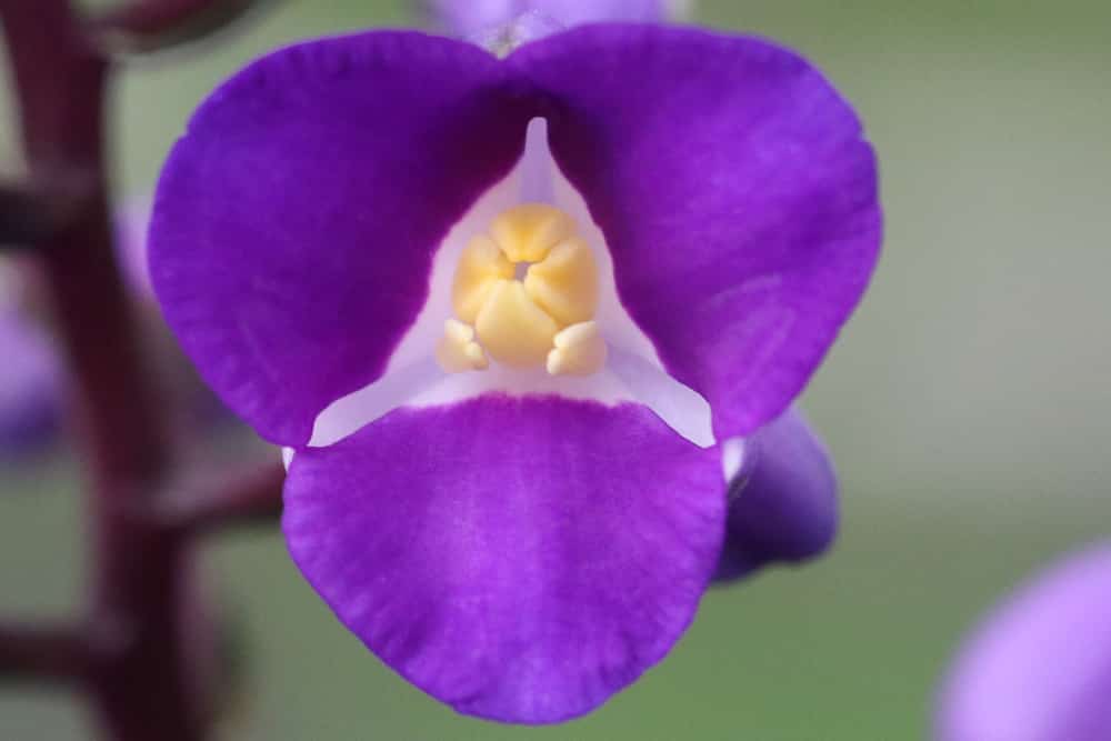 blauer Ingwer - Dichorisandra thyrsiflora