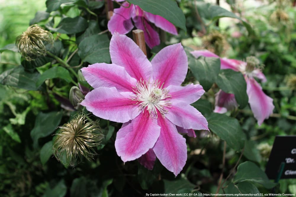 Clematis 'Dr Ruppel' - Waldrebe