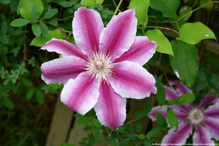 Clematis Dr. Ruppel wann pflanzen? Infos zu Pflege und Schneiden