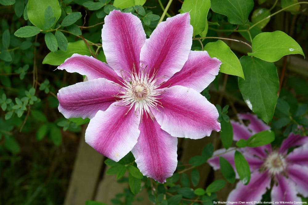 Clematis 'Dr Ruppel' - Waldrebe