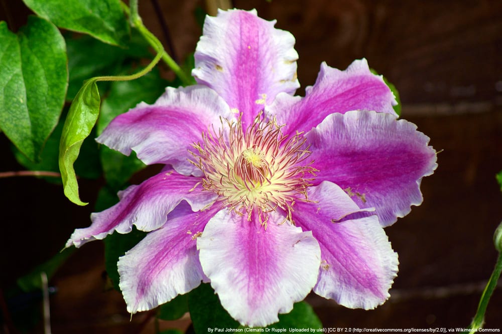 Clematis 'Dr Ruppel' - Waldrebe