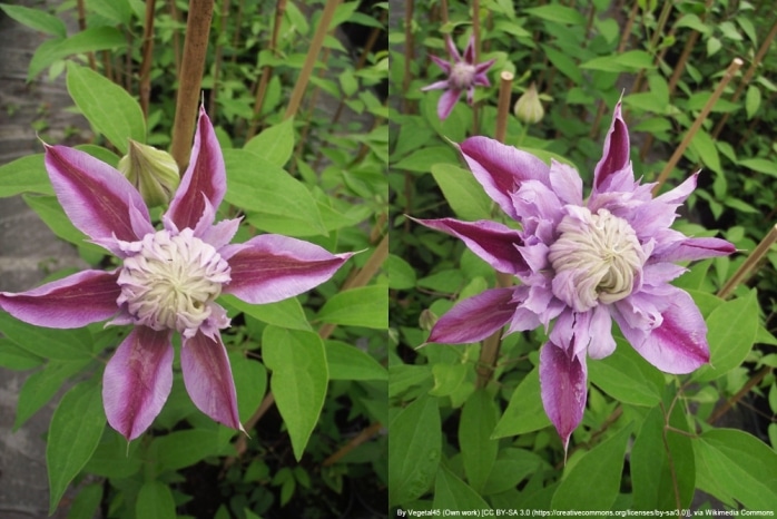 Clematis 'Josephine' TM Evijohill (N)