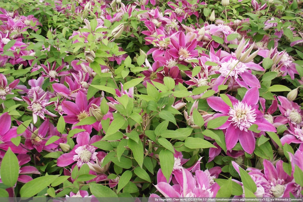 Clematis 'Josephine' TM Evijohill (N)