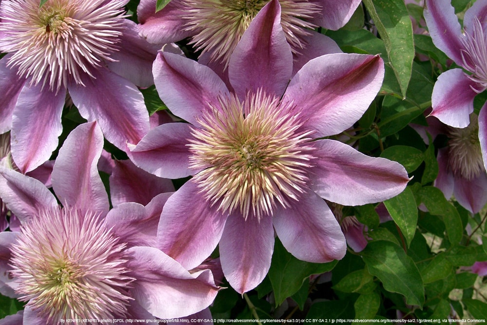 Clematis 'Josephine' TM Evijohill (N)