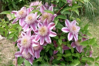 Clematis 'Josephine' TM Evijohill (N)