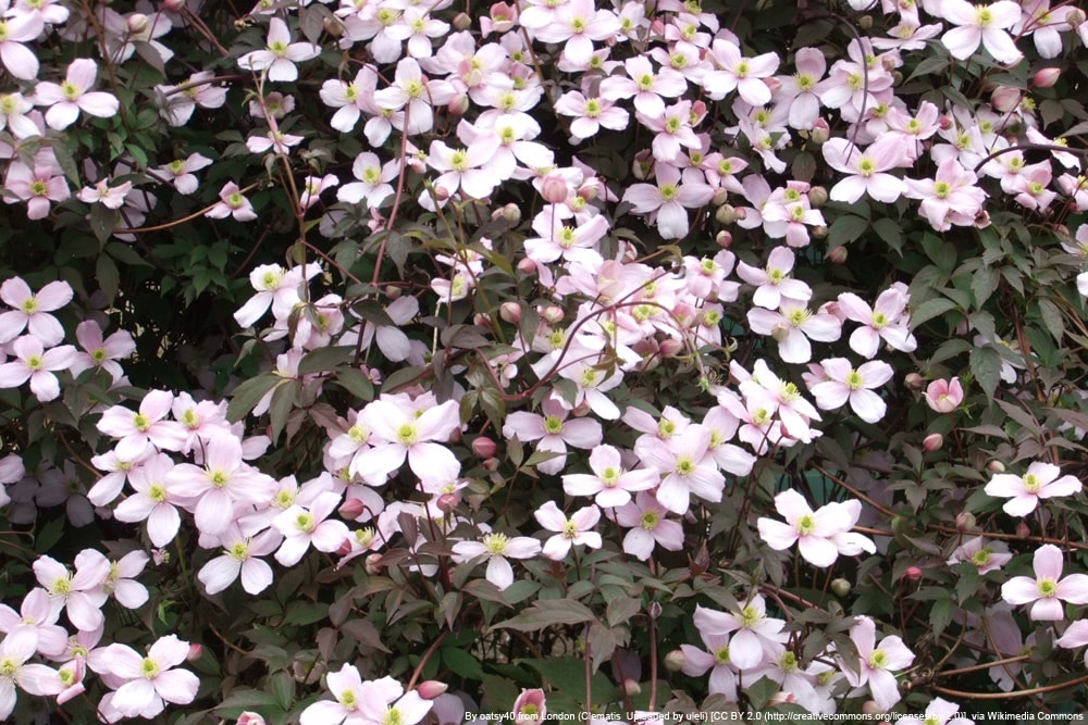 Clematis 'Montana' Rubens - Bergwaldrebe